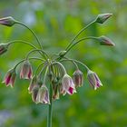 Sizilianischer Honiglauch (Allium siculum )