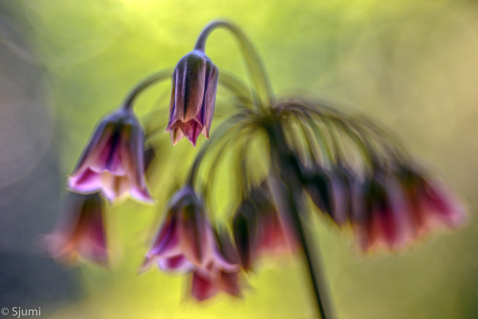 Sizilianischer Honiglauch Foto & Bild makro, natur, bokeh Bilder auf