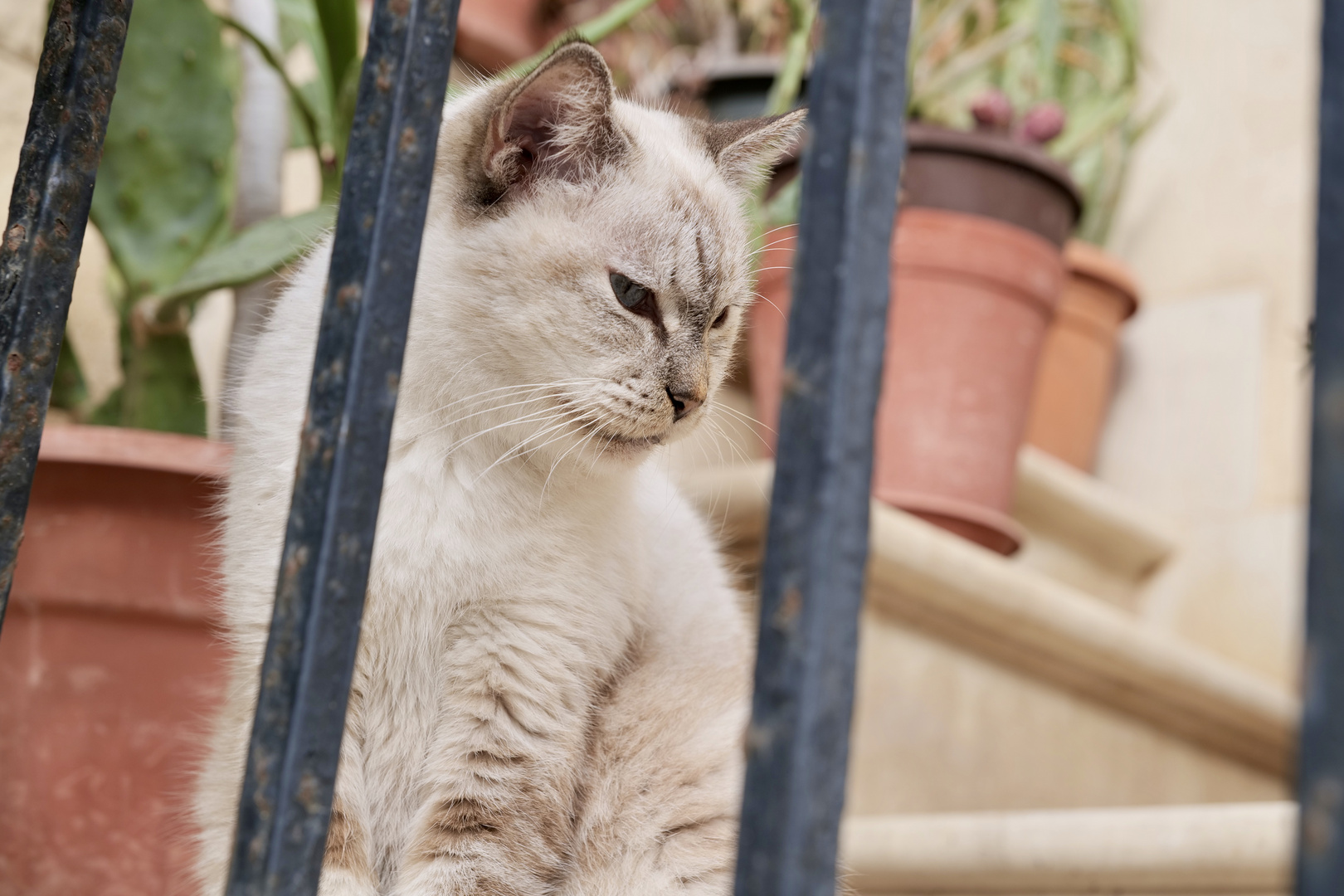 Sizilianischer Stubentiger Foto &amp; Bild | tiere, haustiere, katzen ...