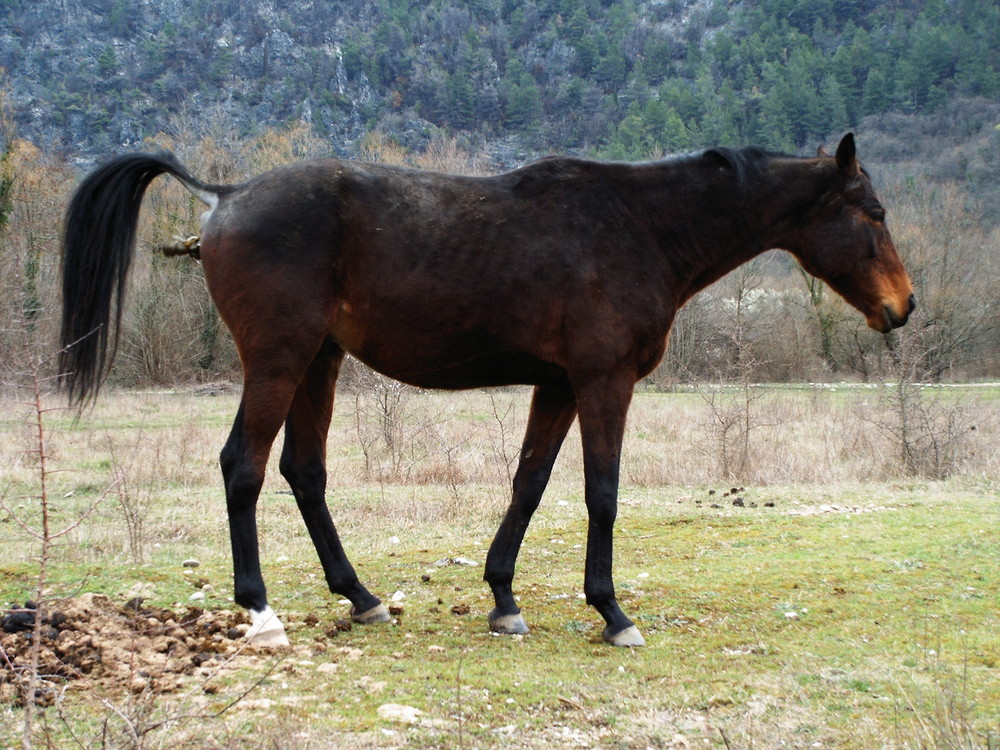 Sjenokos