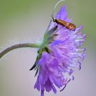 Skabiose mit Besucher 