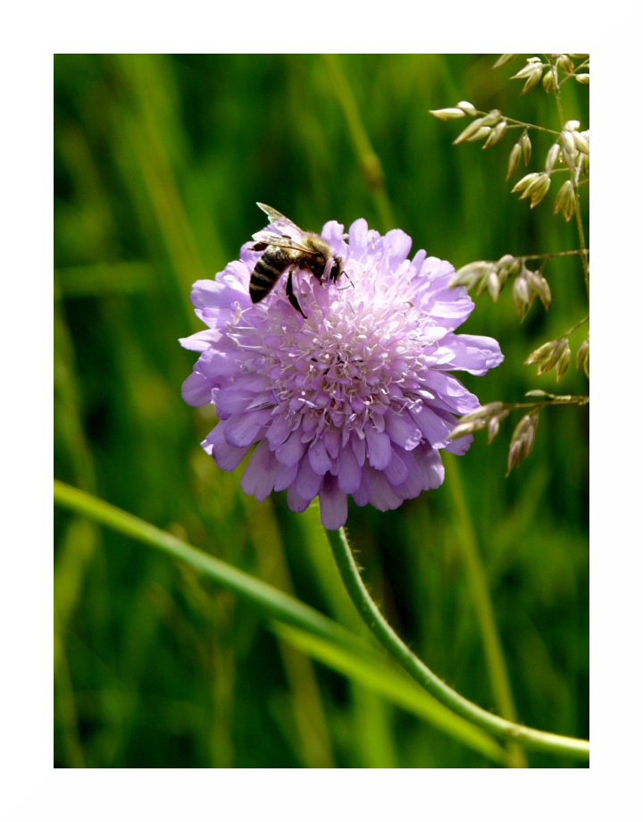 Skabiose mit Bienenbesuch