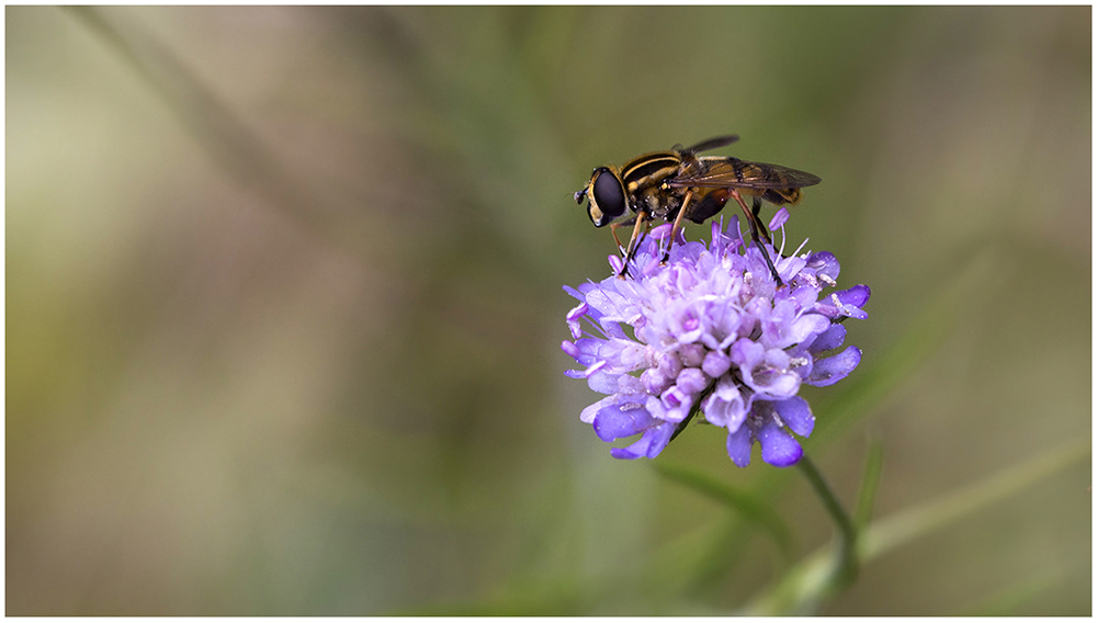 Skabiose mit Schwebfliege