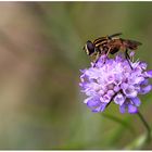 Skabiose mit Schwebfliege