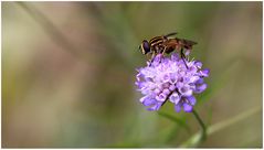 Skabiose mit Schwebfliege