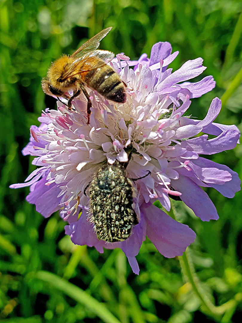 Skabiose mit Wildbiene und Trauer-Rosenkäfer