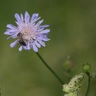 Skabiose (Scabiosa)