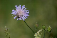 Skabiose (Scabiosa)