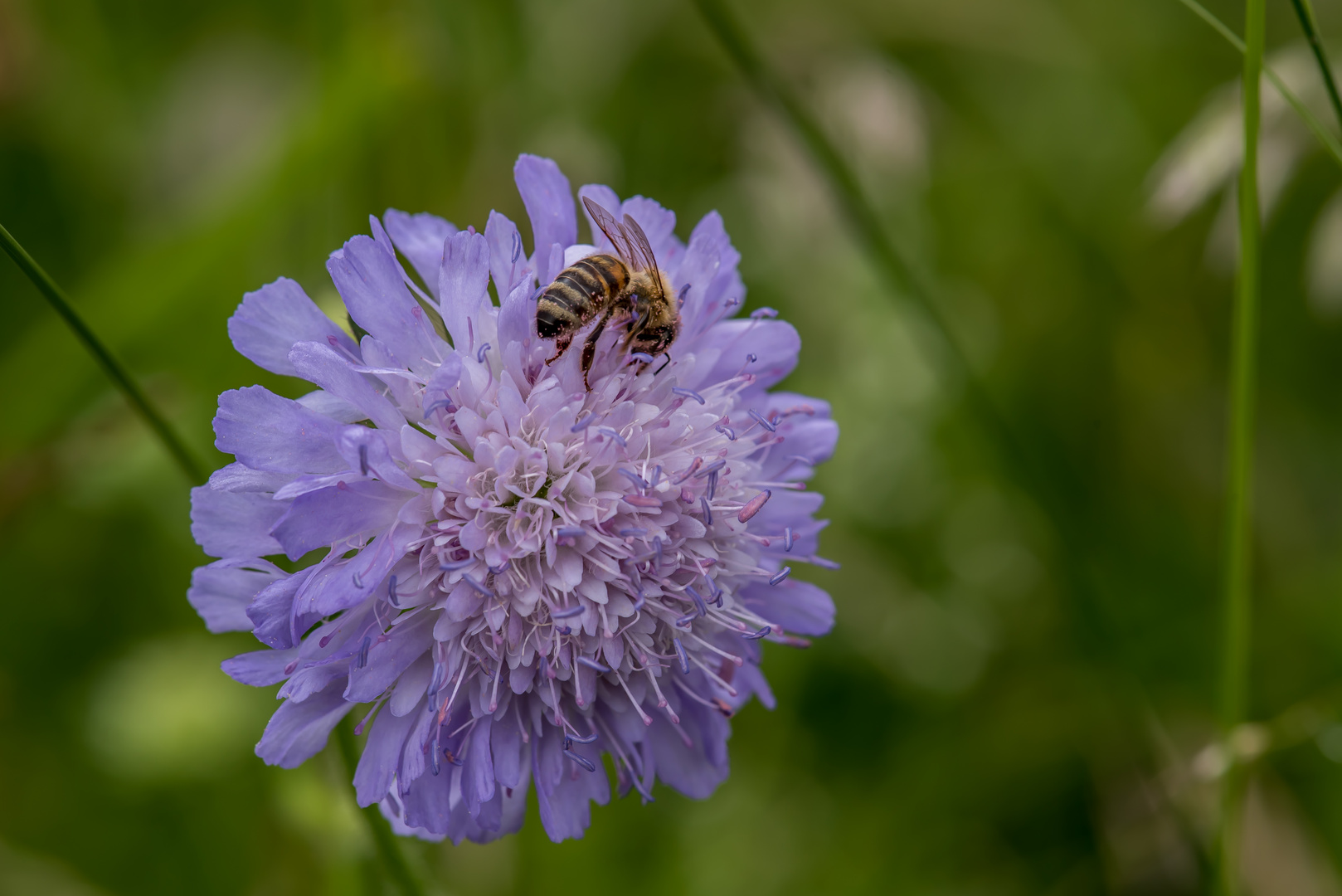 Skabiose (Scabiosa) mit Biene