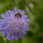 Skabiose (Scabiosa) mit Biene