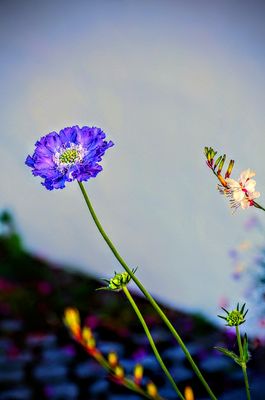 Skabiose und Prachtscharten