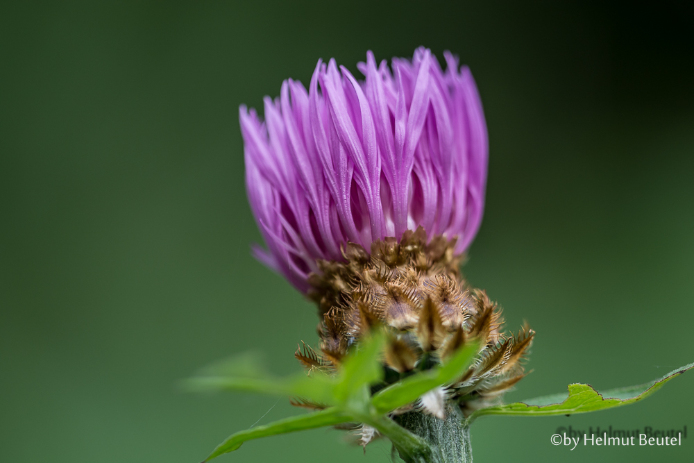 Skabiosen Flockenblume