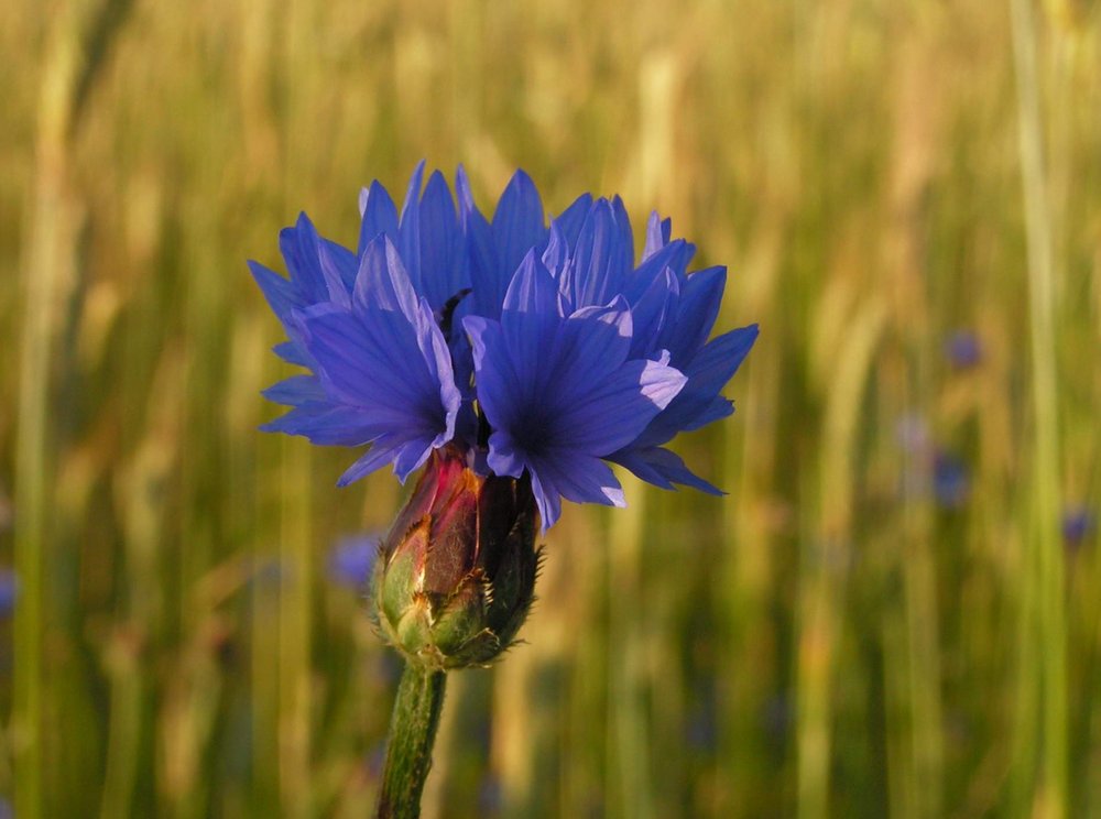 Skabiosen-Flockenblume