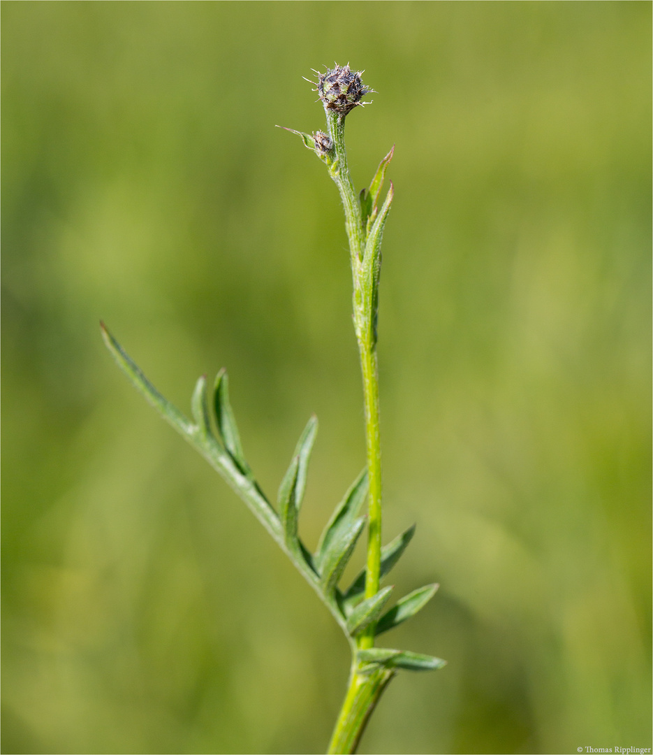 Skabiosen-Flockenblume (Centaurea scabiosa) .