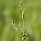 Skabiosen-Flockenblume (Centaurea scabiosa) .