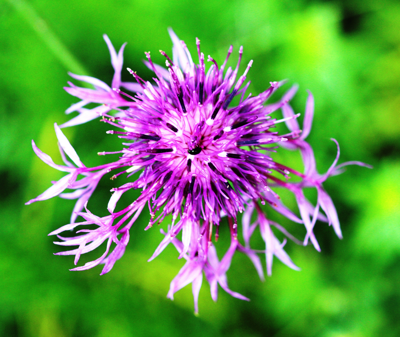 Skabiosen-Flockenblume (Centaurea scabiosa) 