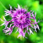 Skabiosen-Flockenblume (Centaurea scabiosa) 