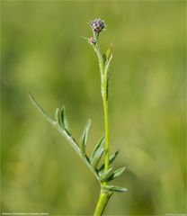 Skabiosen-Flockenblume (Centaurea scabiosa)