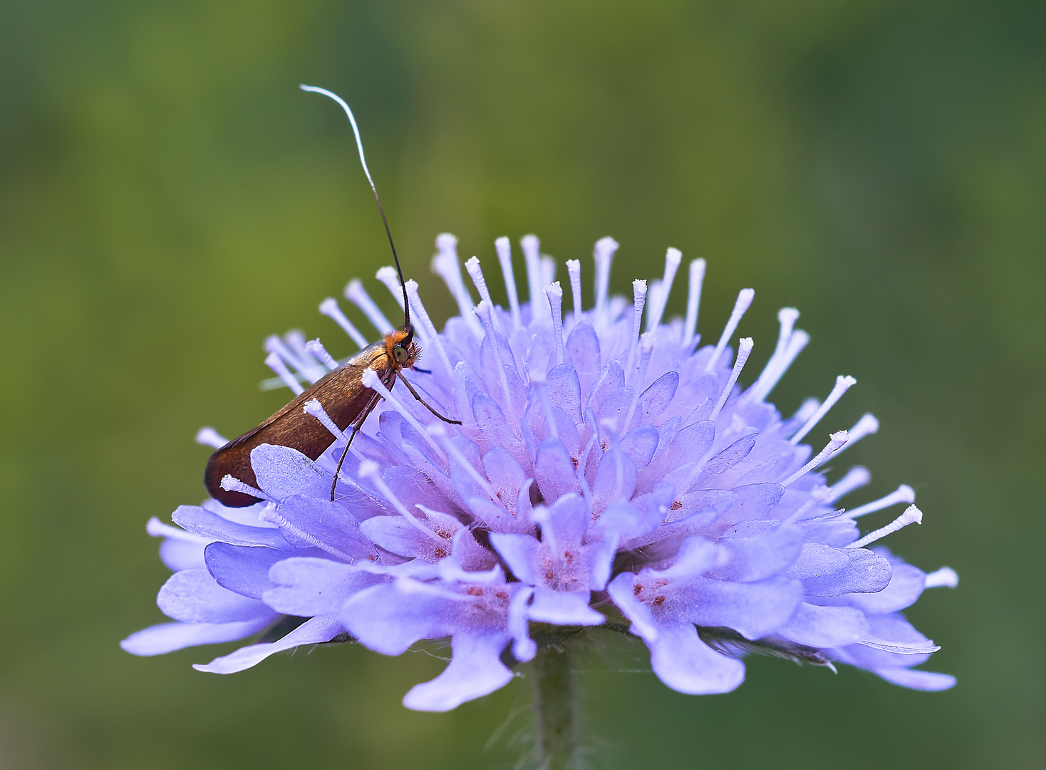 Skabiosen Langhornmotte (Nemophora metallica)