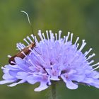 Skabiosen Langhornmotte (Nemophora metallica)