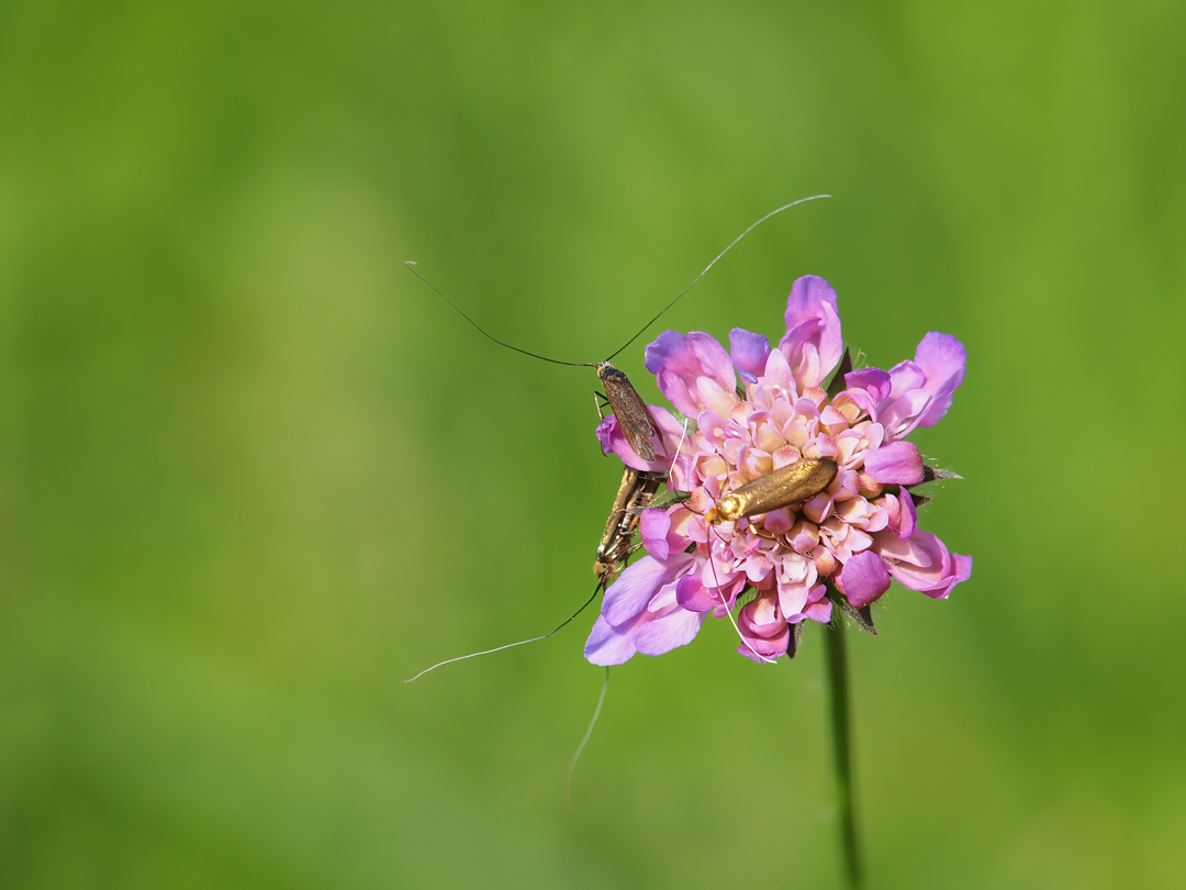 Skabiosen-Langhornmotte, (Nemophora metallica)