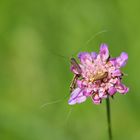 Skabiosen-Langhornmotte, (Nemophora metallica)