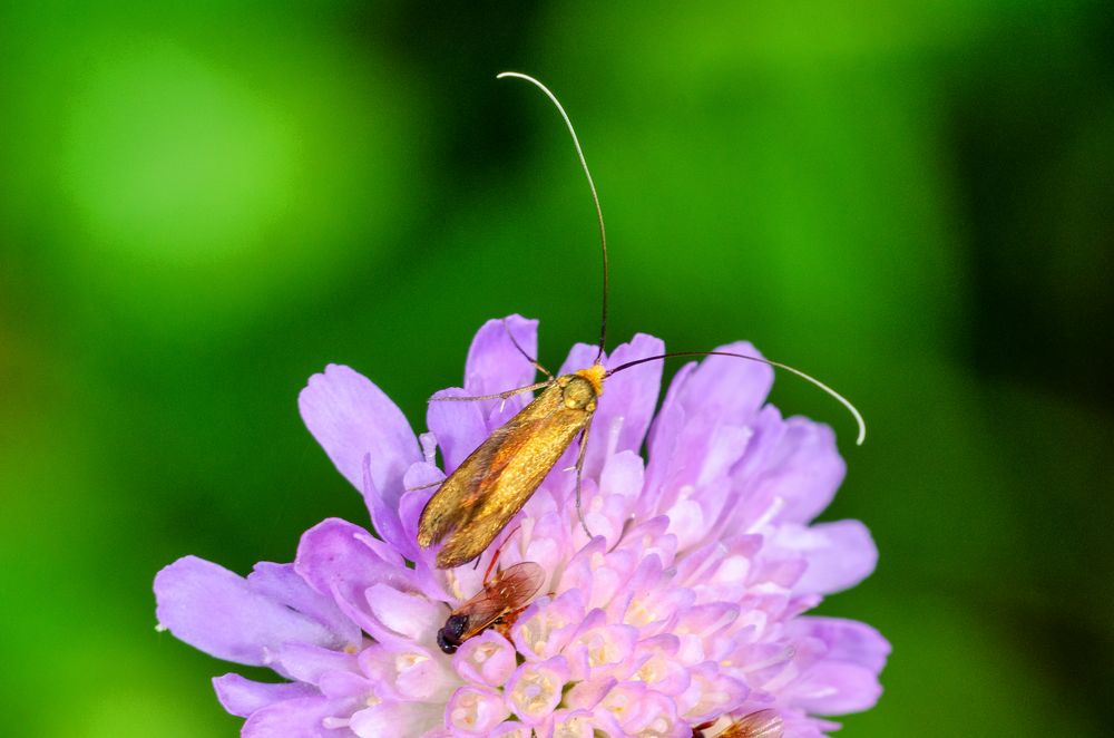 Skabiosen-Langhornmotte (Nemophora metallica)