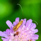 Skabiosen-Langhornmotte (Nemophora metallica)