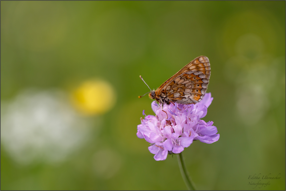 skabiosen scheckenfalter ( Euphydryas aurinia ) 01/14 auf skarbiose