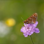 skabiosen scheckenfalter ( Euphydryas aurinia ) 01/14 auf skarbiose