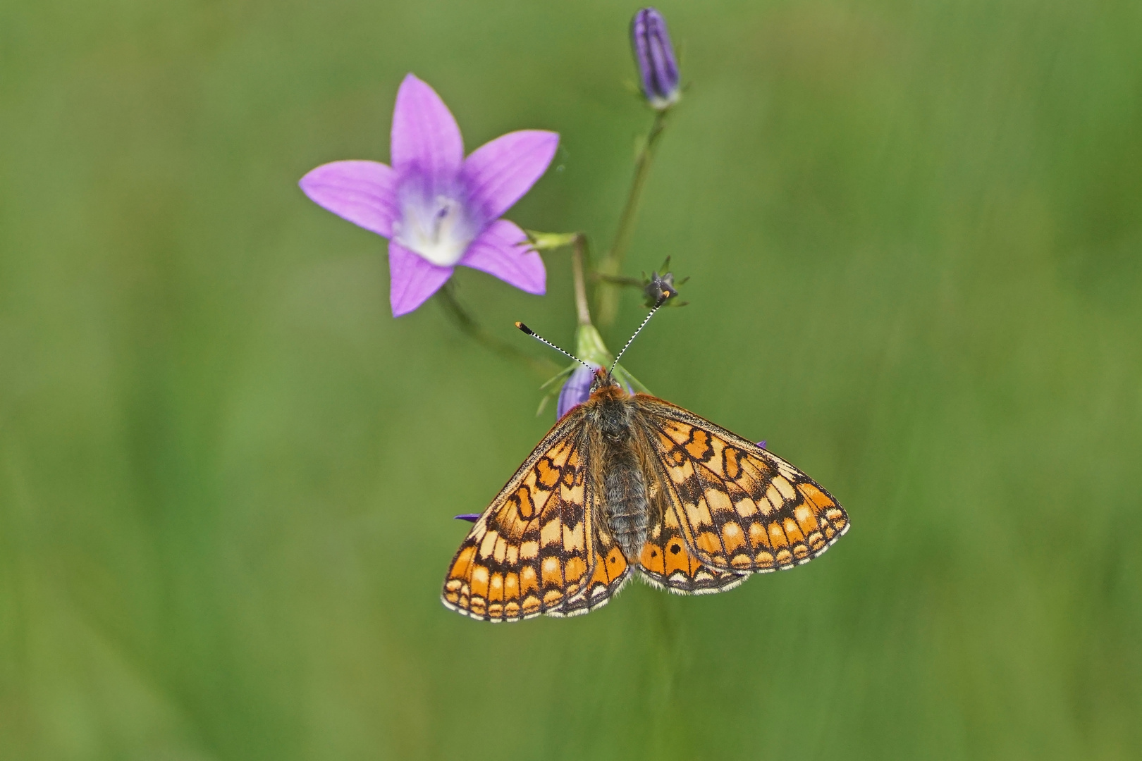 Skabiosen-Scheckenfalter (Euphydryas aurinia)