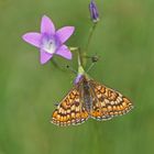 Skabiosen-Scheckenfalter (Euphydryas aurinia)