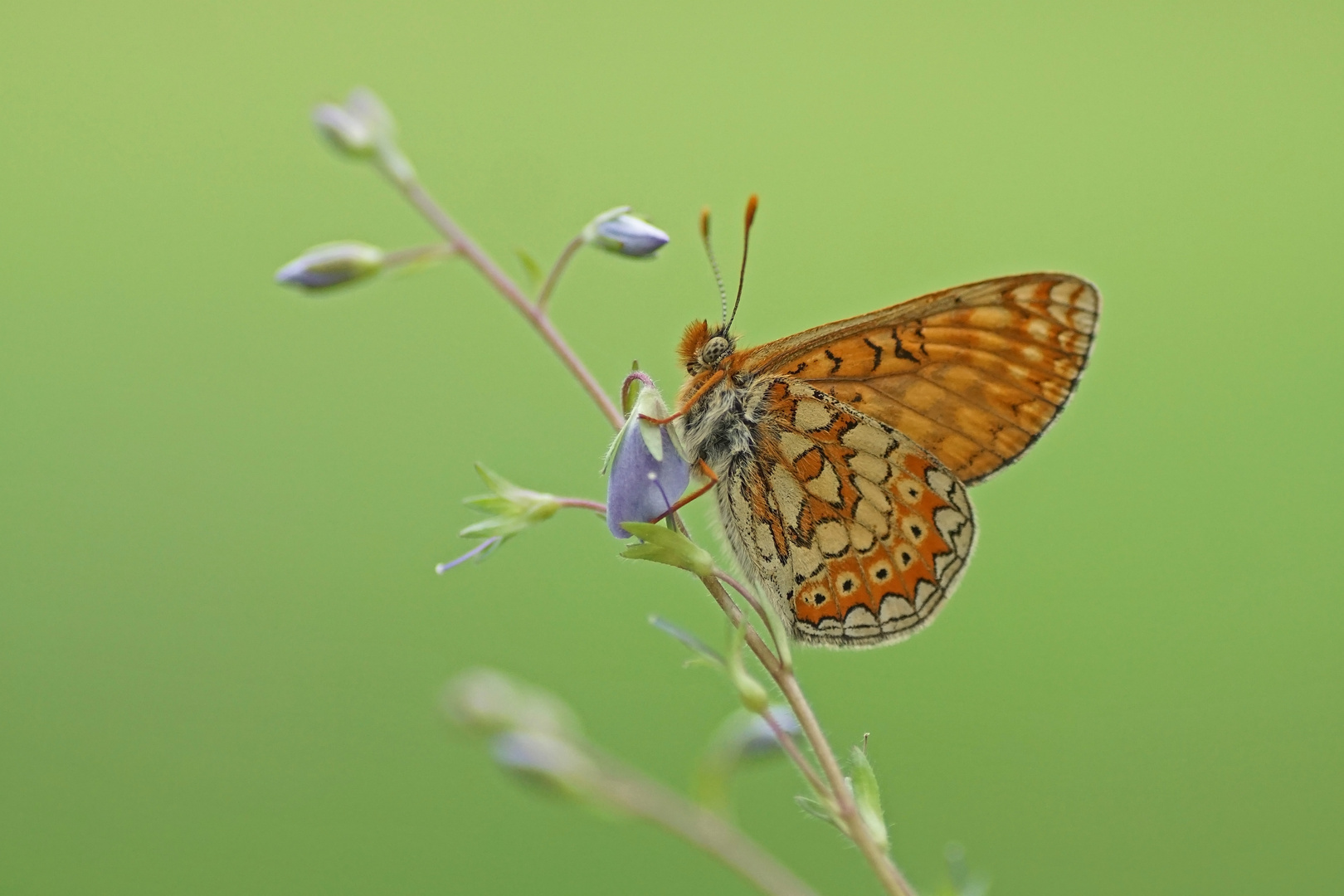 Skabiosen-Scheckenfalter (Euphydryas aurinia)