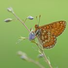 Skabiosen-Scheckenfalter (Euphydryas aurinia)