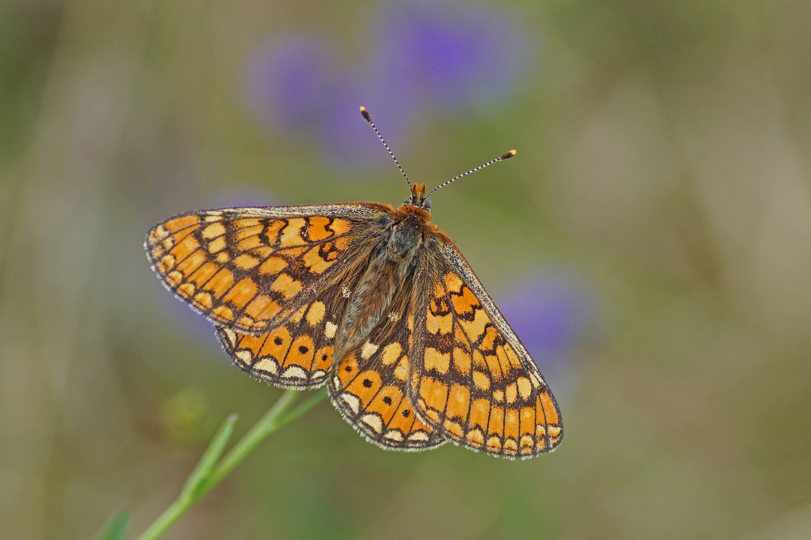 Skabiosen-Scheckenfalter (Euphydryas aurinia)