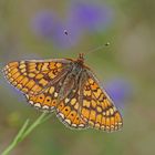 Skabiosen-Scheckenfalter (Euphydryas aurinia)