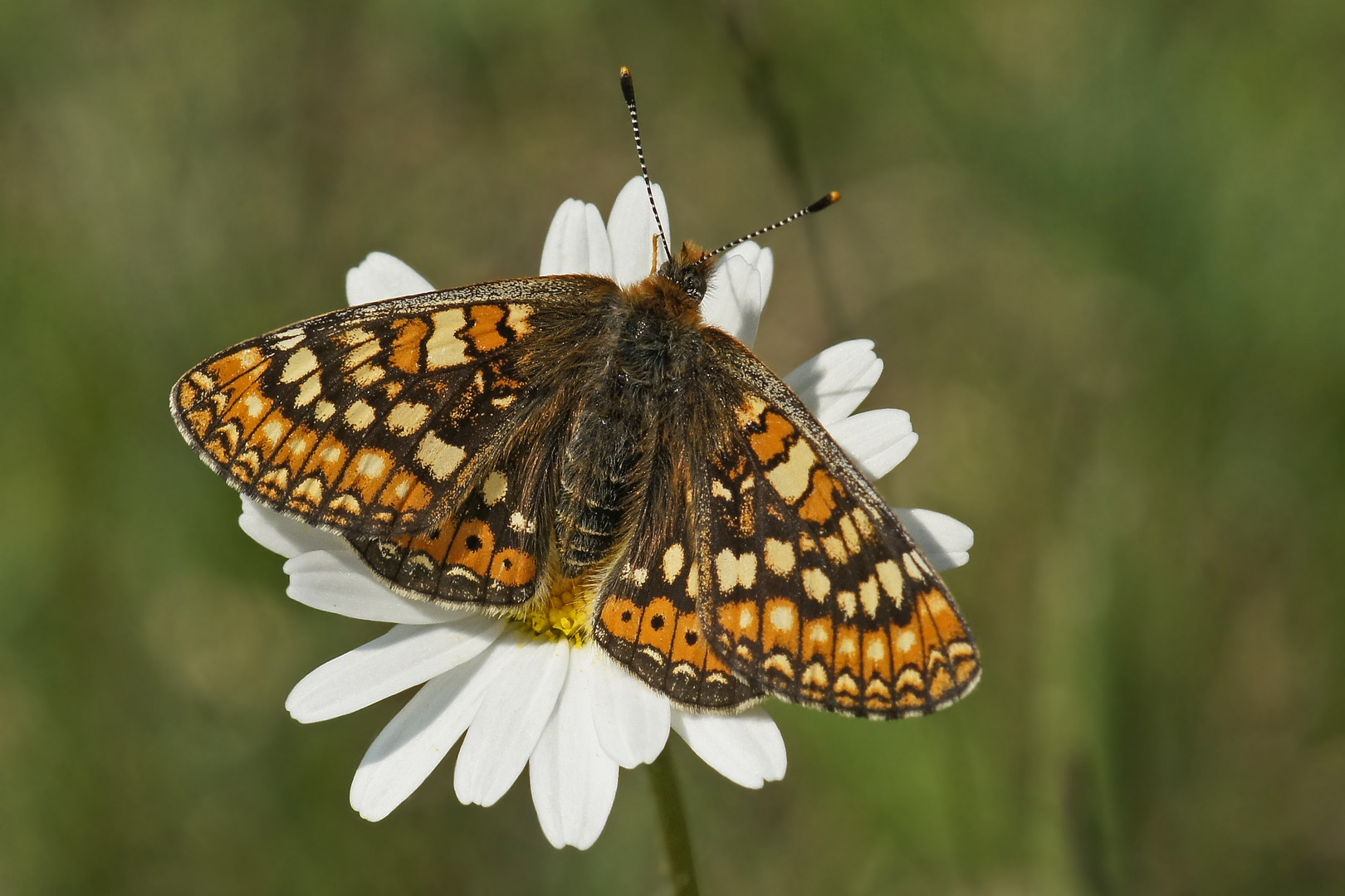 Skabiosen-Scheckenfalter (Euphydryas aurinia), Weibchen