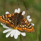 Skabiosen-Scheckenfalter (Euphydryas aurinia), Weibchen