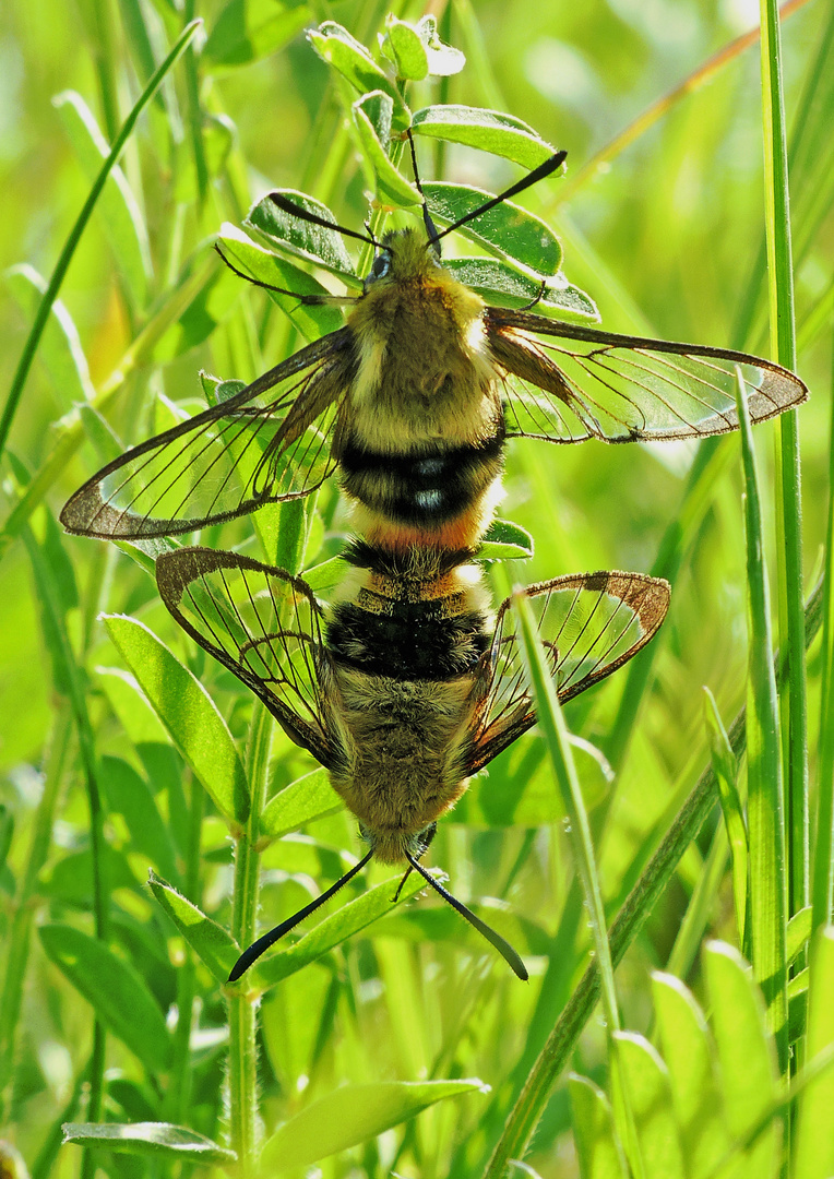 Skabiosenschwärmer