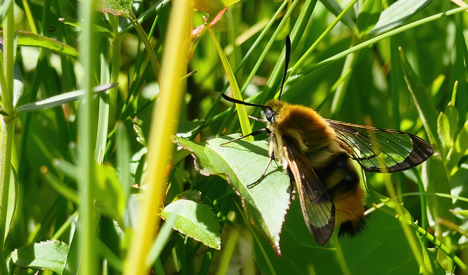 * Skabiosenschwärmer (Hemaris tityus) *