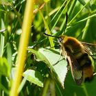 * Skabiosenschwärmer (Hemaris tityus) *