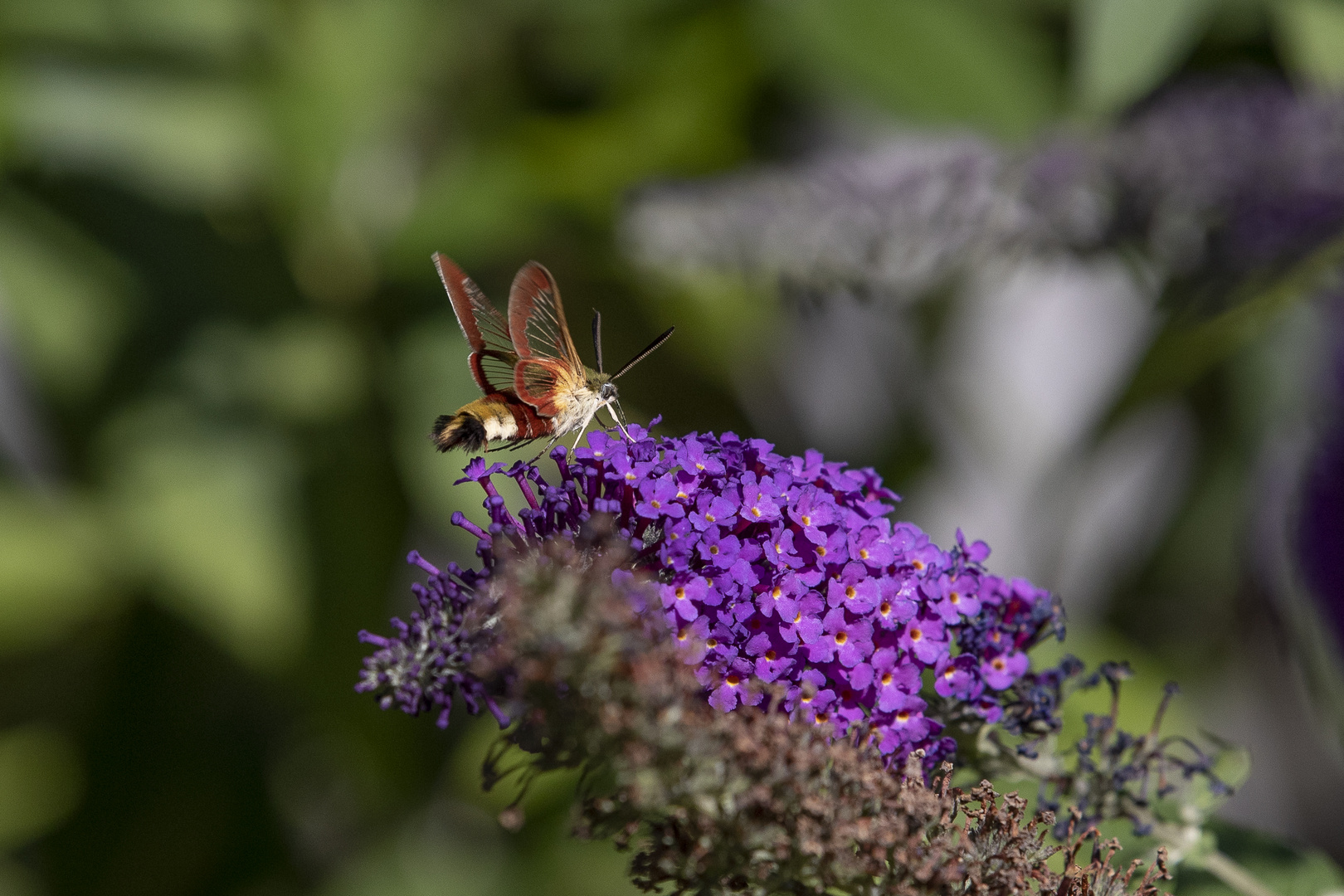 Skabiosenschwärmer (Hemaris tityus)