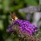 Skabiosenschwärmer (Hemaris tityus)