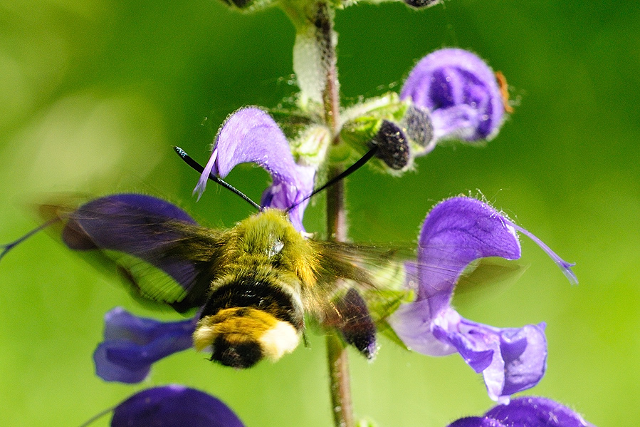 Skabiosenschwärmer (Hemaris tityus)