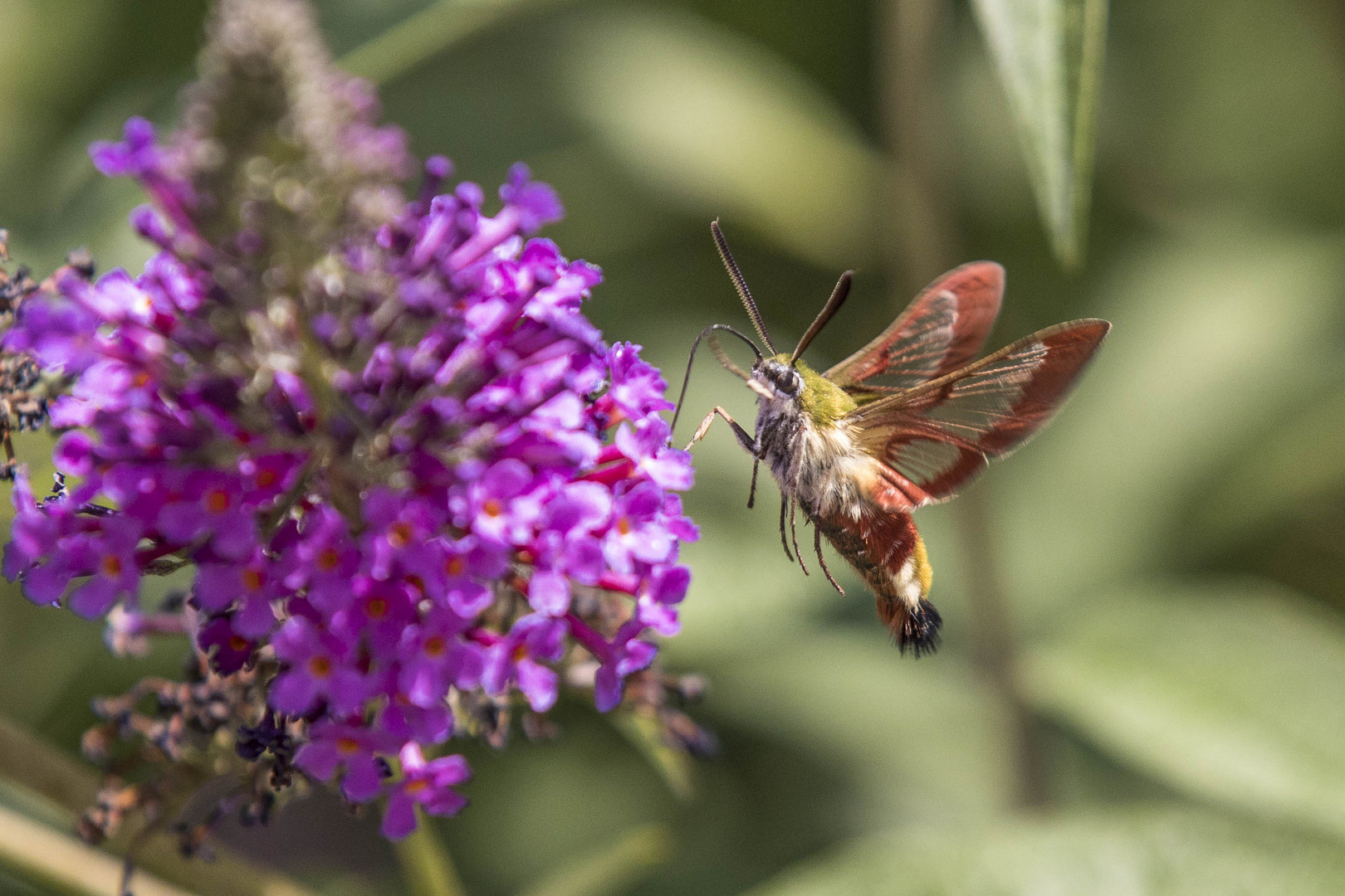 Skabiosenschwärmer (Hemaris tityus)