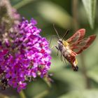 Skabiosenschwärmer (Hemaris tityus)