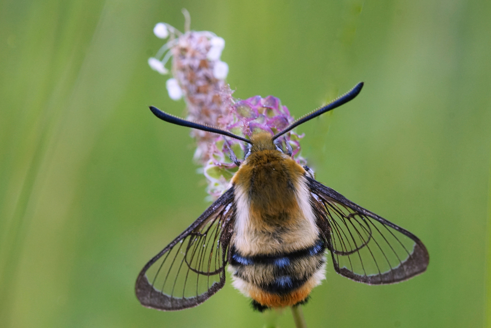 Skabiosenschwärmer, Hemaris tityus