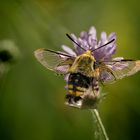 Skabiosenschwärmer - Hemaris tityus