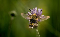 Skabiosenschwärmer - Hemaris tityus