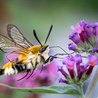 Skabiosenschwärmer im Flug